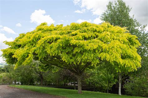 Zelkova Kiwi Sunset